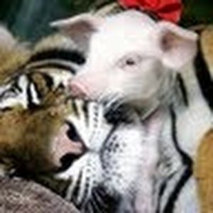 Meet your Posher, Robin